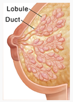 Breast lobules and ducts