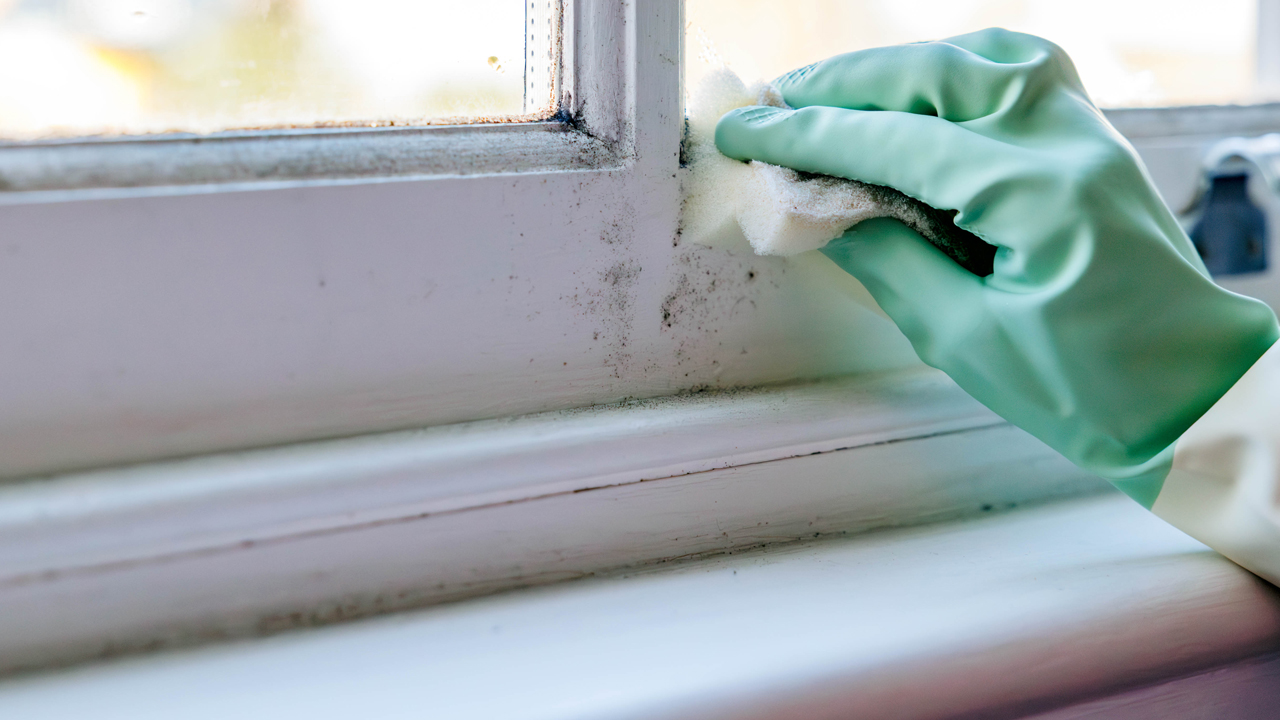 A person wearing a green surgical glove cleans mold off a window.