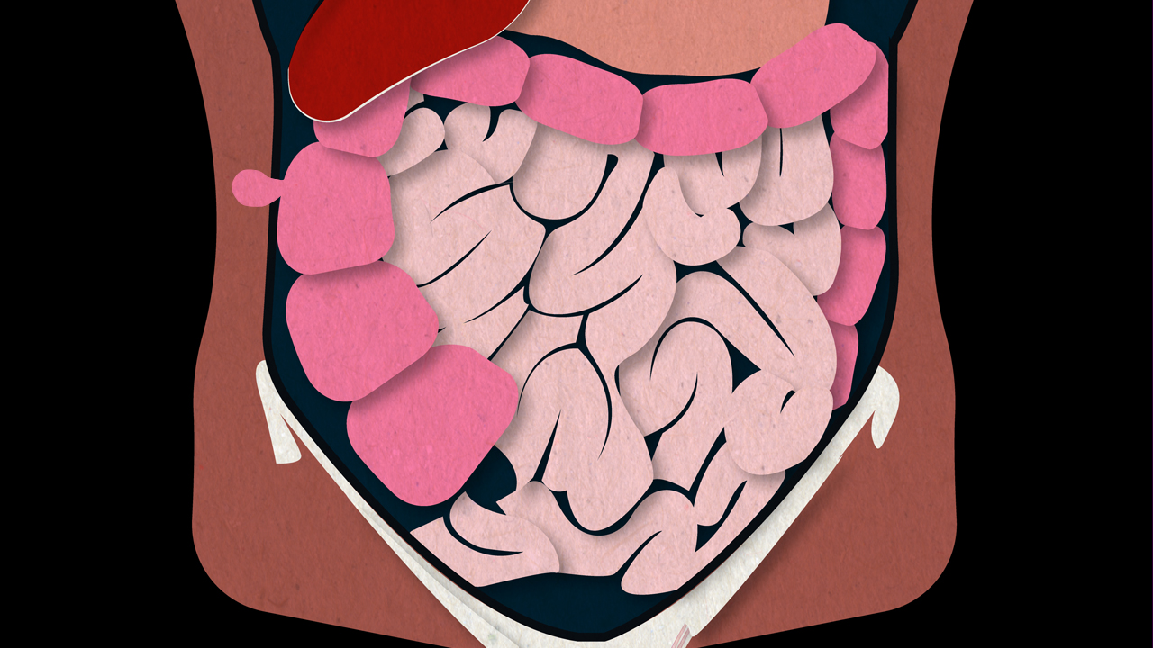 Illustration of internal organs. 