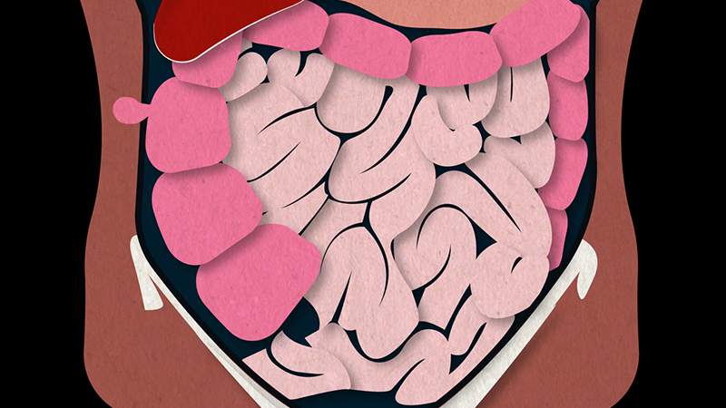 Illustration of internal organs. 