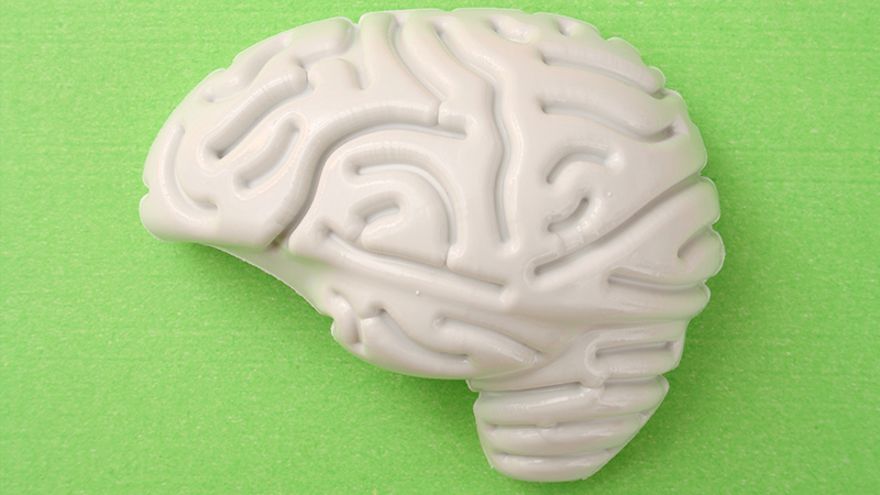 Photo illustration of a white plastic brain in profile against a lime green foam background.