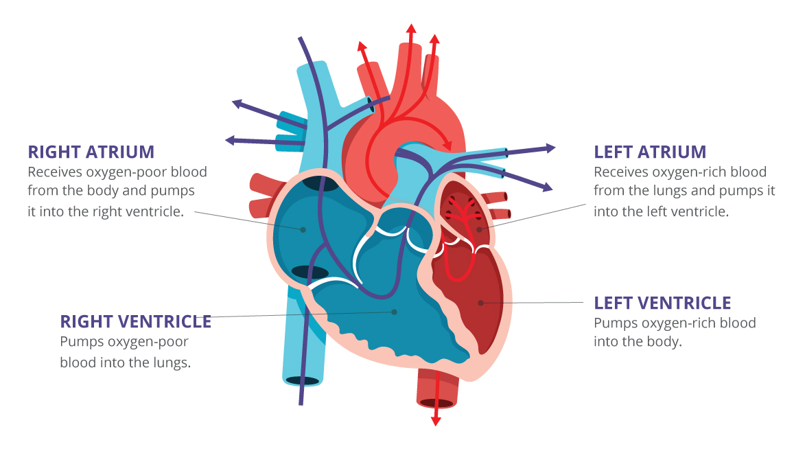 Heart Chambers