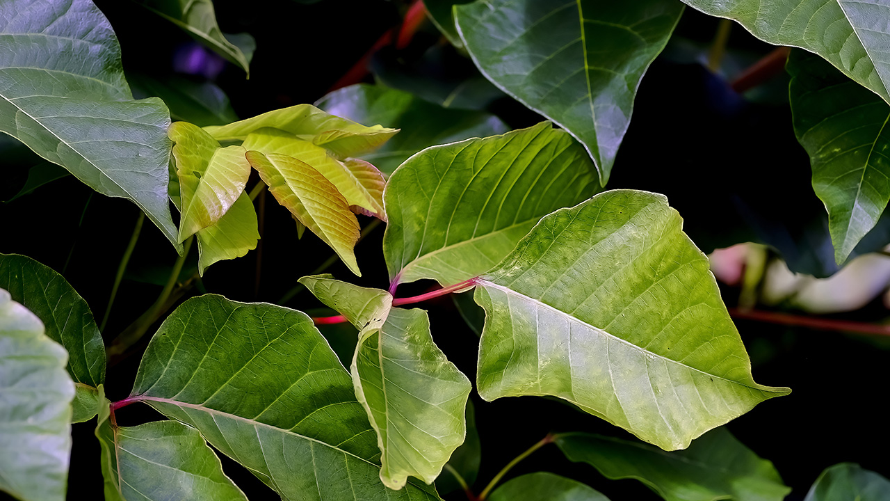 How to Manage the ItchMakers Poison Ivy, Poison Oak and Poison Sumac