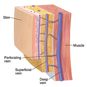 Illustration of vein network.