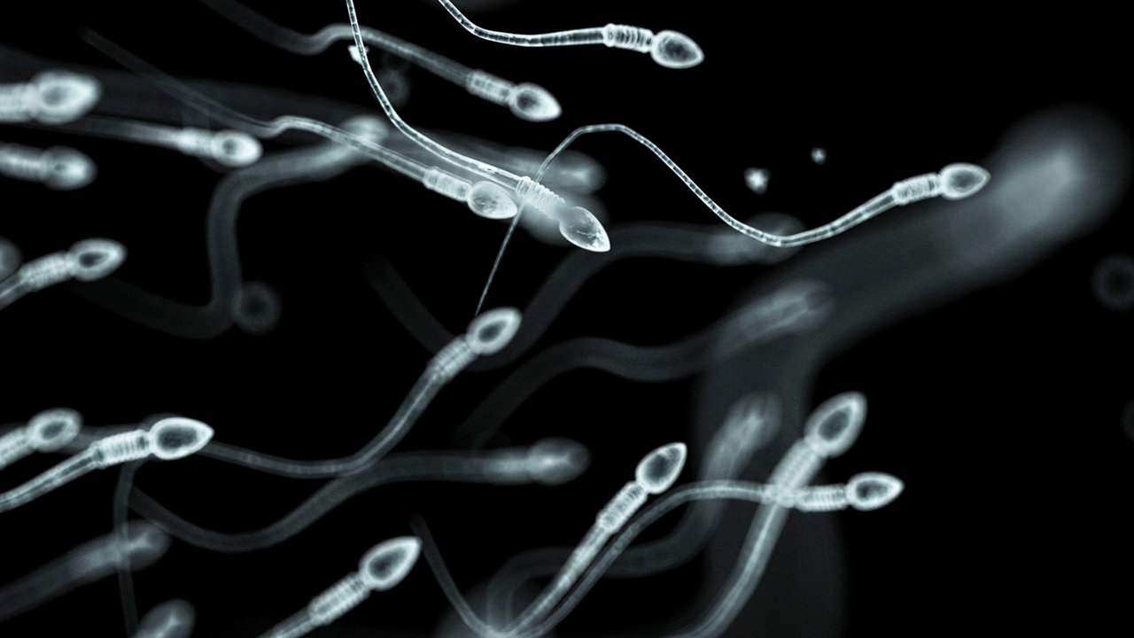 Human sperm swimming in a small group. 