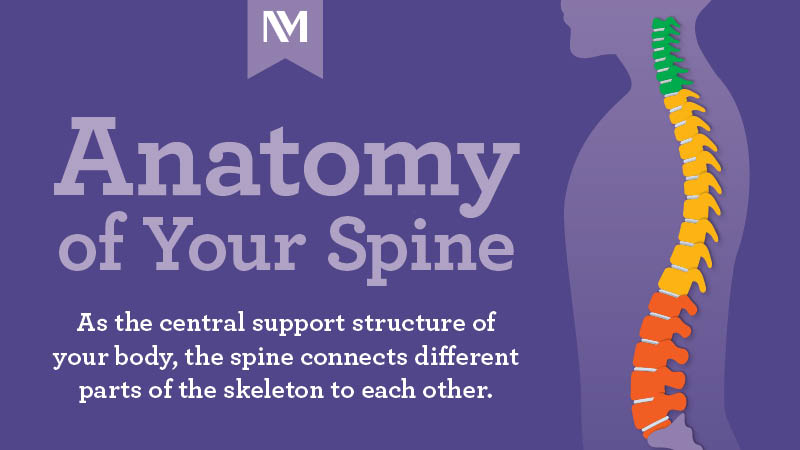 Graphic with title "Anatomy of Your Spine" in light purple on a dark purple background and the words "As the central support structure of your body, the spine connects different parts of the skeleton to each other." in white, with a graphic of a spine in three color segments, green, yellow, and red.