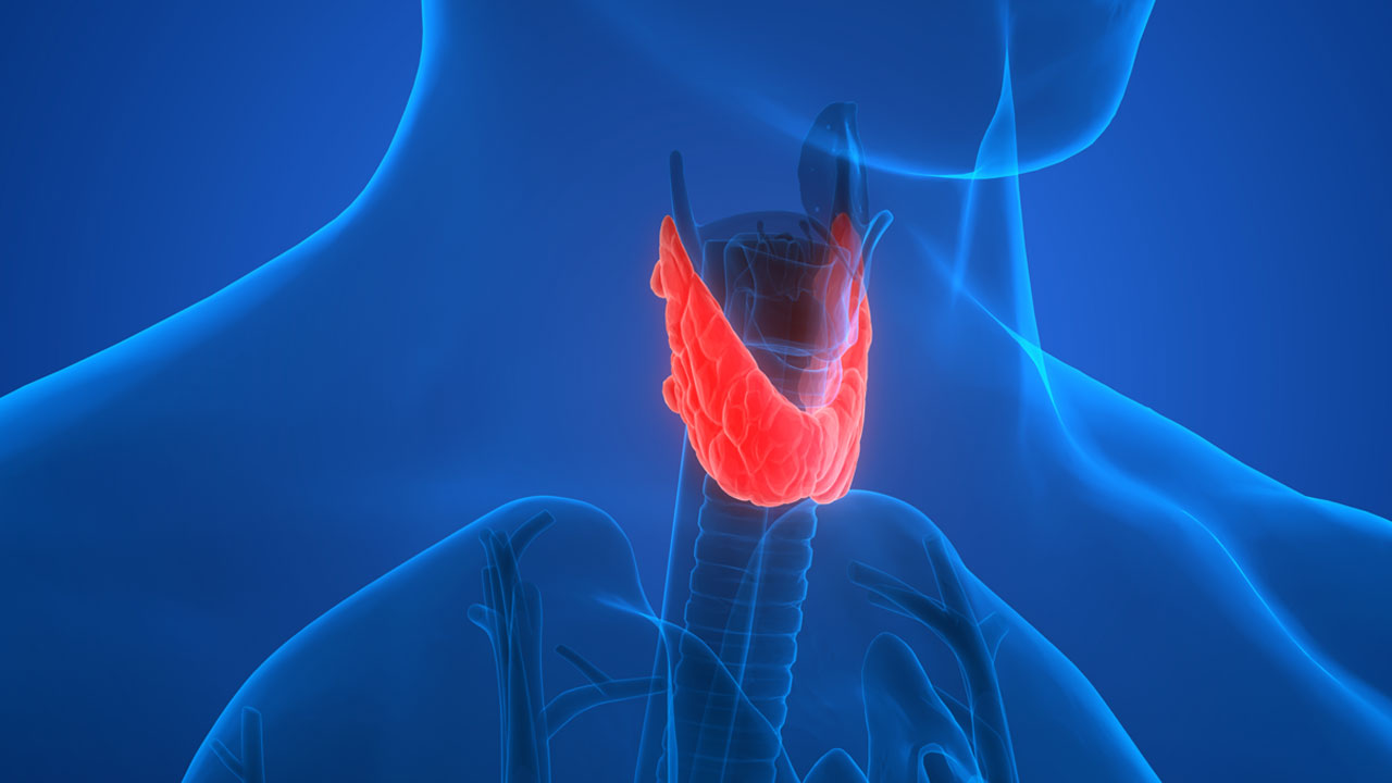 Ttyroid 7 Facts About Your Thyroid | Northwestern Medicine
