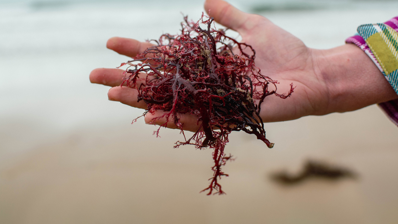 Person holding sea moss, a type of red algae, in their hand on the beach.