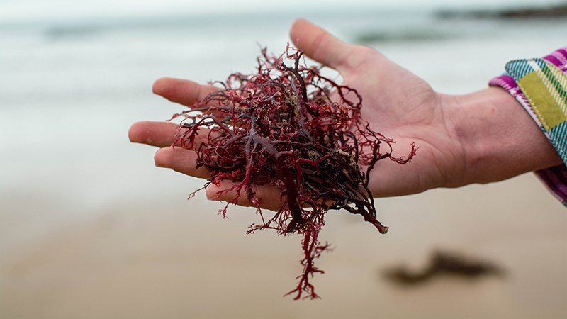 Person holding sea moss, a type of red algae, in their hand on the beach.