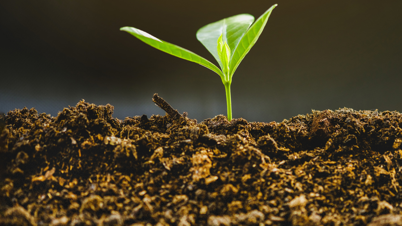 A green seedling sprouting from dark brown soil. 