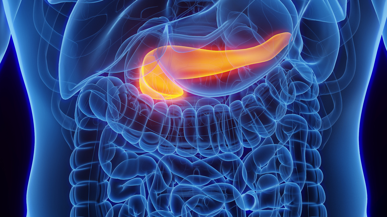An illustration of the pancreas. 