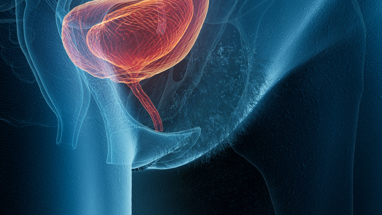An illustration of the bladder and urethra.