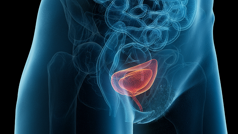 An illustration of the bladder and urethra.