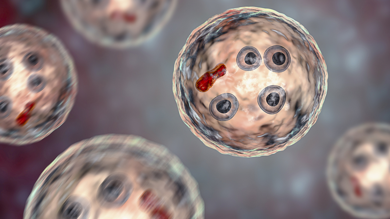 Illustration of a parasite that causes dysentery.