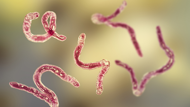 Illustration of a hookworm in the human body.