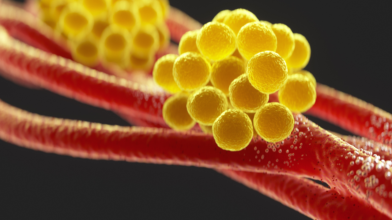 Closeup of Staphylococcus Aureus bacteria inside the human body on a black background.