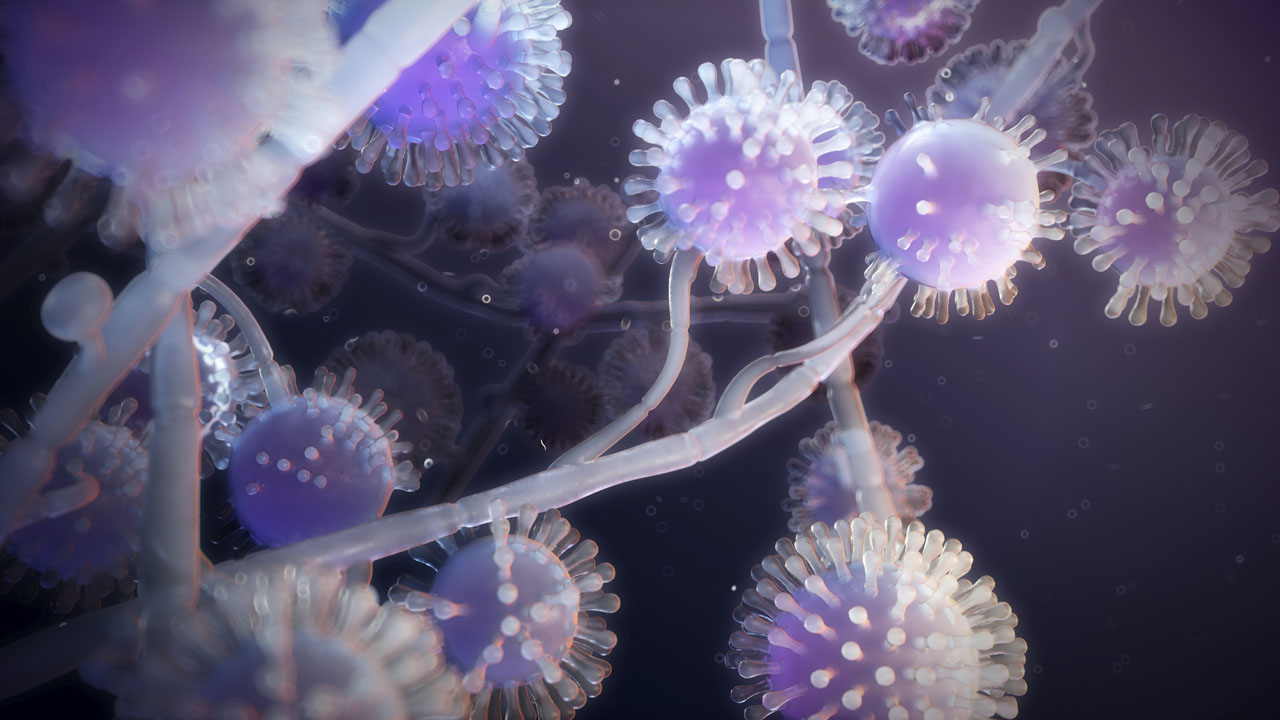 Histoplasma capsulatum fungus, illustration 