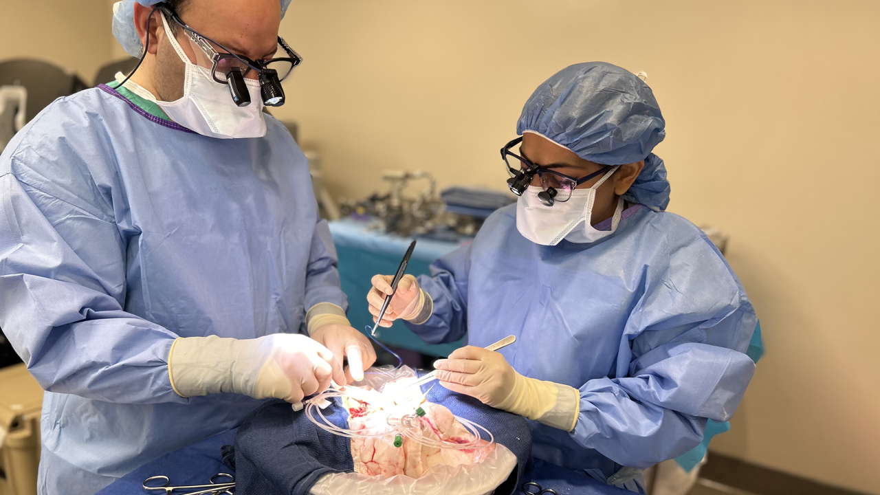 Two medical professionals preparing a lung for transplant surgery.