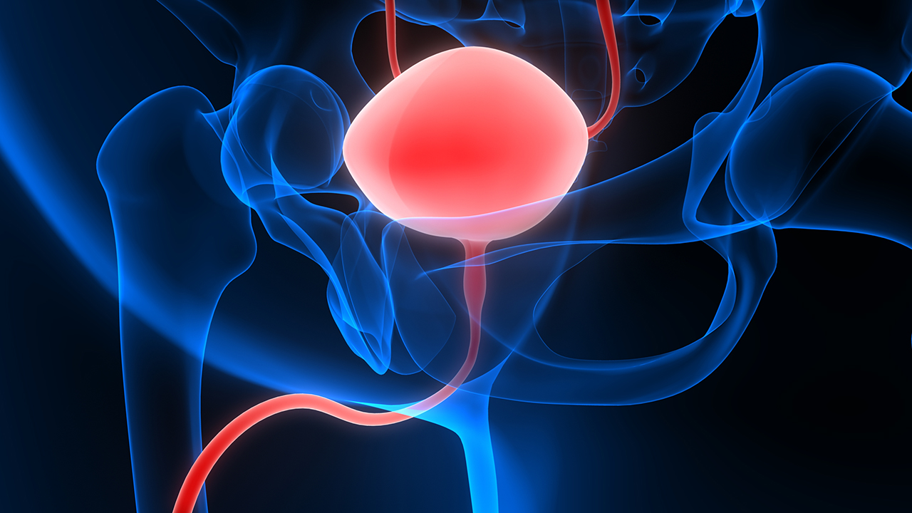 illustration of human bladder against a black background
