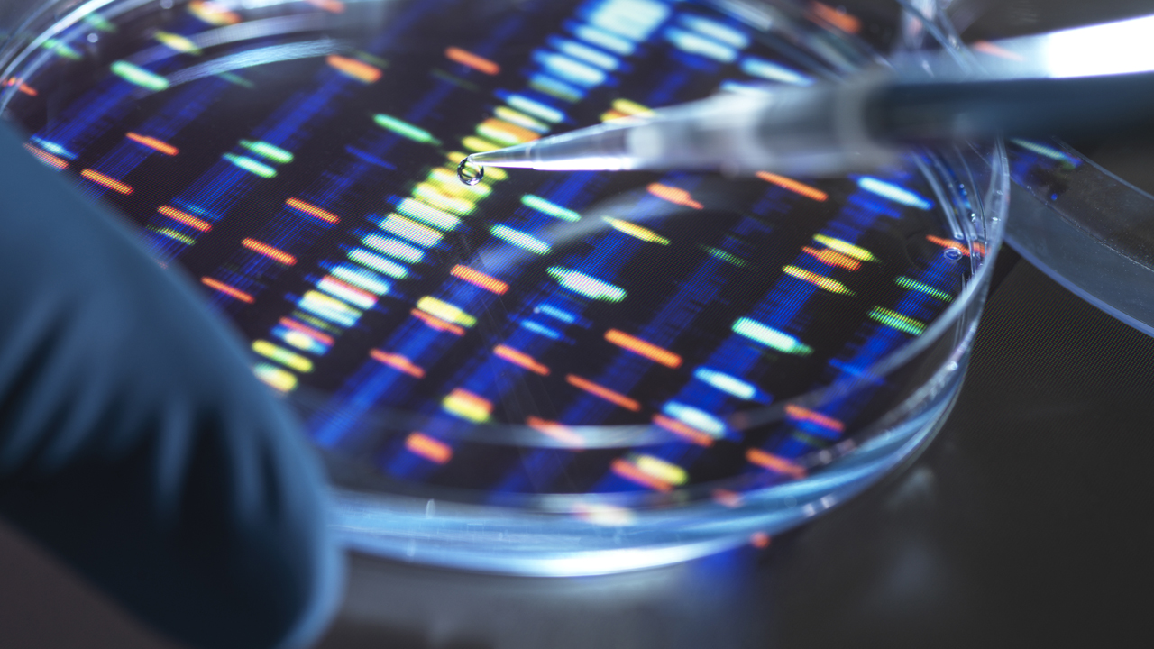 Closeup of gloved hands pipetting sample into tray for DNA testing in laboratory.