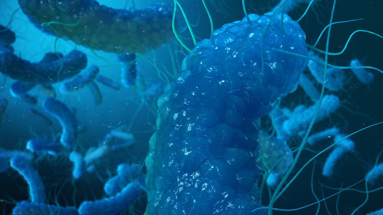 Bacteria on the intestinal epithelium surface, illustration.