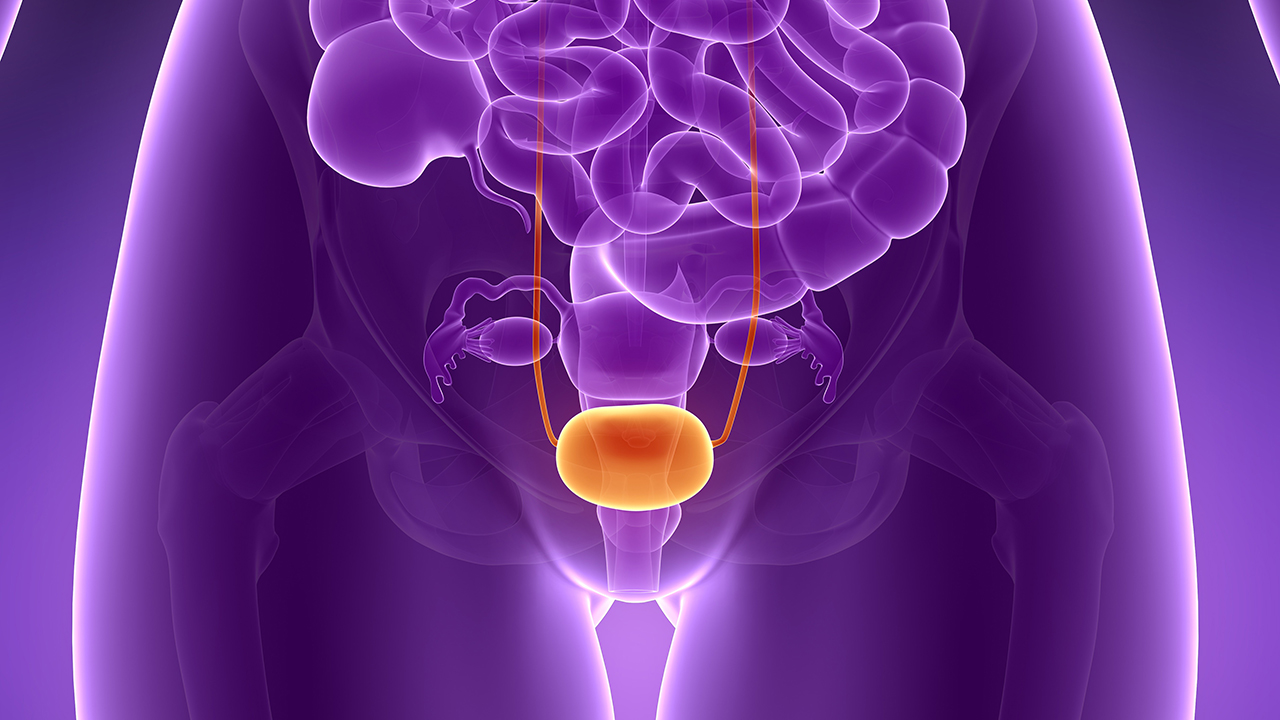 Anatomy of the human bladder, computer illustration. 