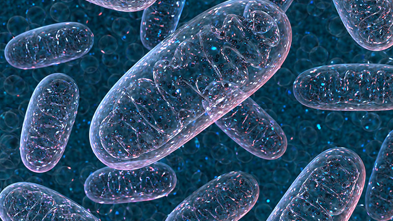 3D rendering of mitochondrium