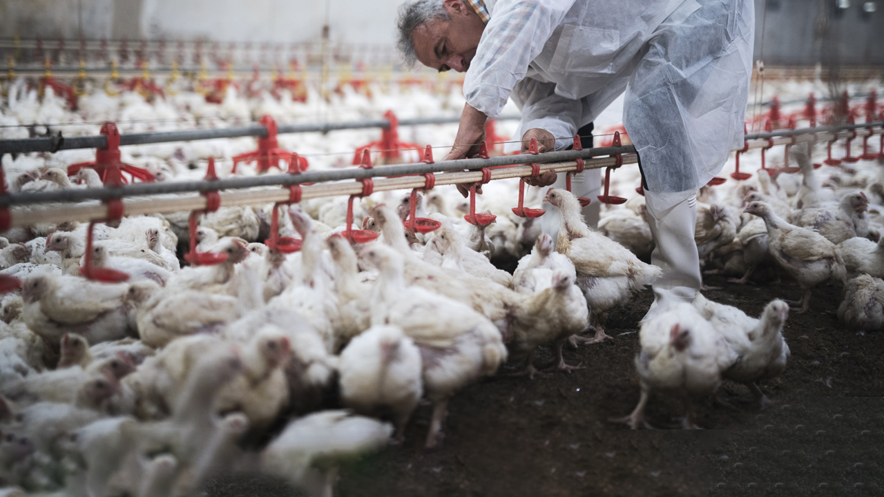A manual worker on a chicken farm.