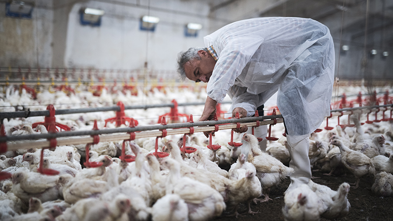 A manual worker on a chicken farm.