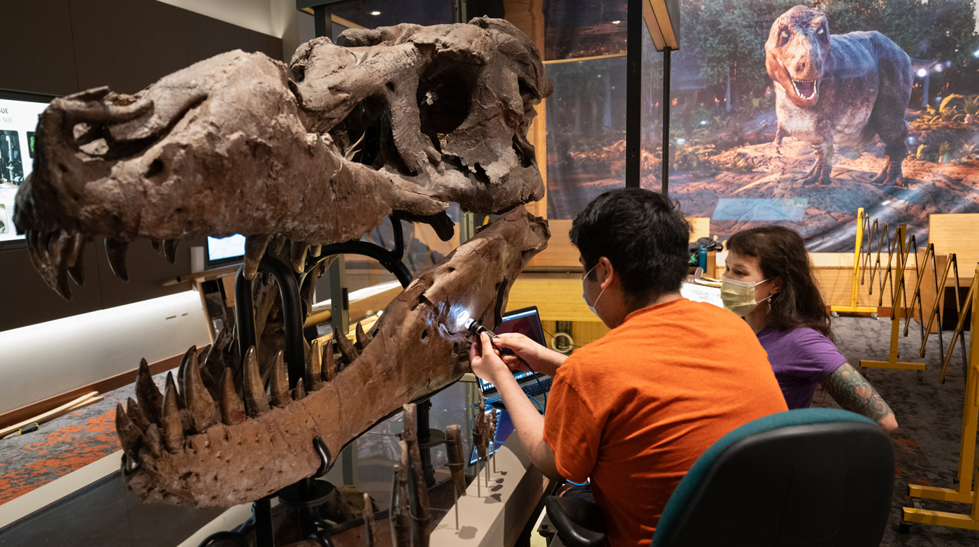 Jingmai Conner, PhD, of the Field Museum guides Josh Burton in examining a large Tyrannosaurus rex skull fossil.