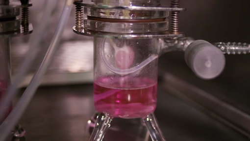 A vial of pink liquid in a laboratory