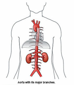 Aorta with its major branches