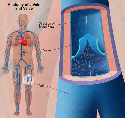 What Does It Take To Become A Vein Expert?: Center for Varicose Veins:  Board Certified Vascular and Interventional Radiologists