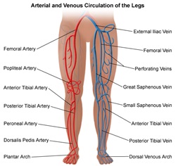 Arterial and Venous Circulation