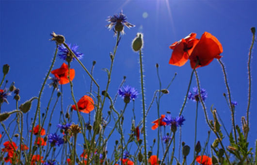 Red and purple flowers against a blue sky