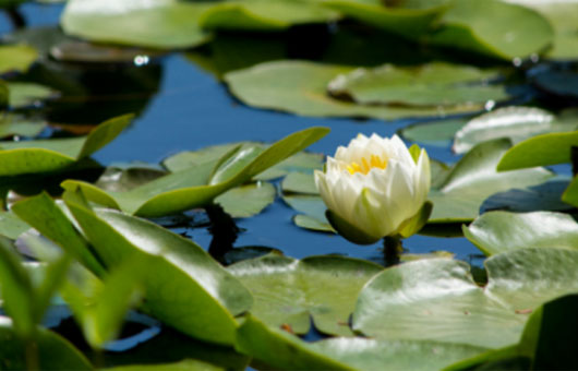 Water lily pad