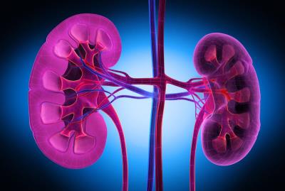 Image of Kidneys