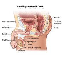 Diagram of an Enlarged Prostate