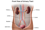 Diagram of Front View of Urinary Tract