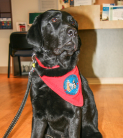 A black lab sitting with a red bandana around its neck.