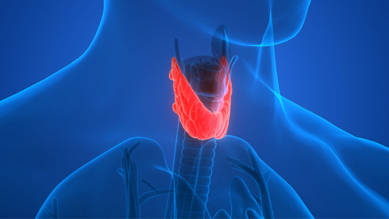 7 Facts About Your Thyroid | Northwestern Medicine
