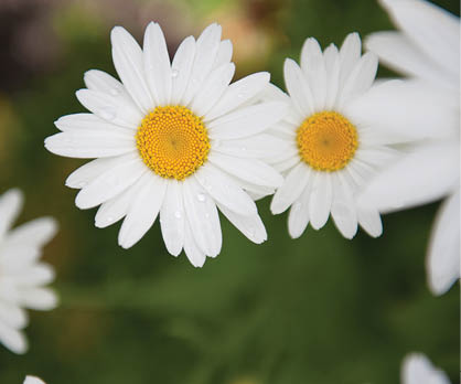Daisies growing outside the Northwestern Lake Forest Hospital. 660 North Westmoreland Road, Lake Forest, IL