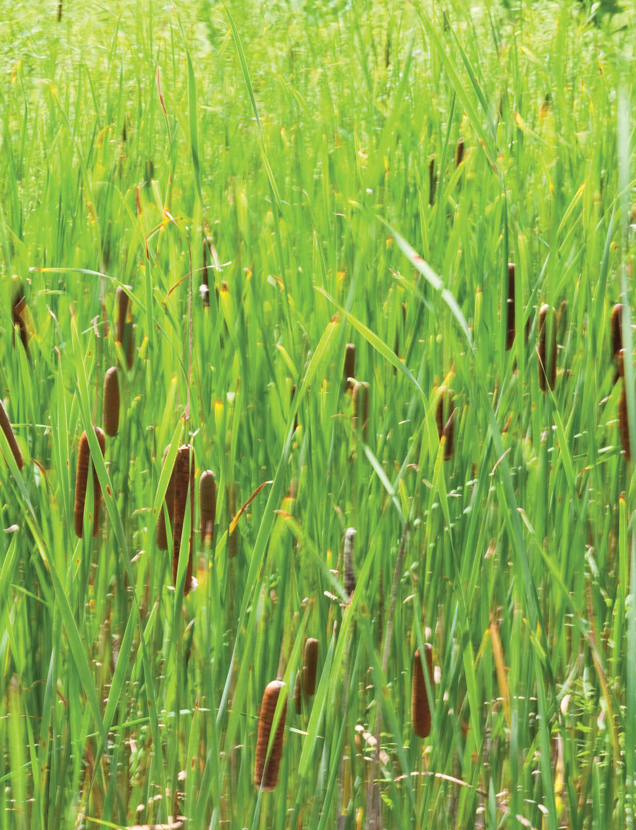 Cattails at the Northwestern Lake Forest Hospital Grayslake Campus. 1475 E. Belvidere Rd. (Rte. 120) Grayslake, IL