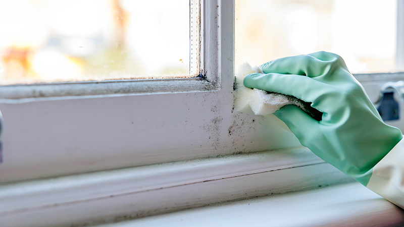 A person wearing a green surgical glove cleans mold off a window.