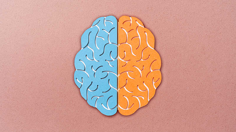 A paper model of the brain with a blue left side and orange right side.