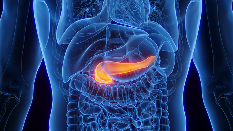 An illustration of the pancreas. 