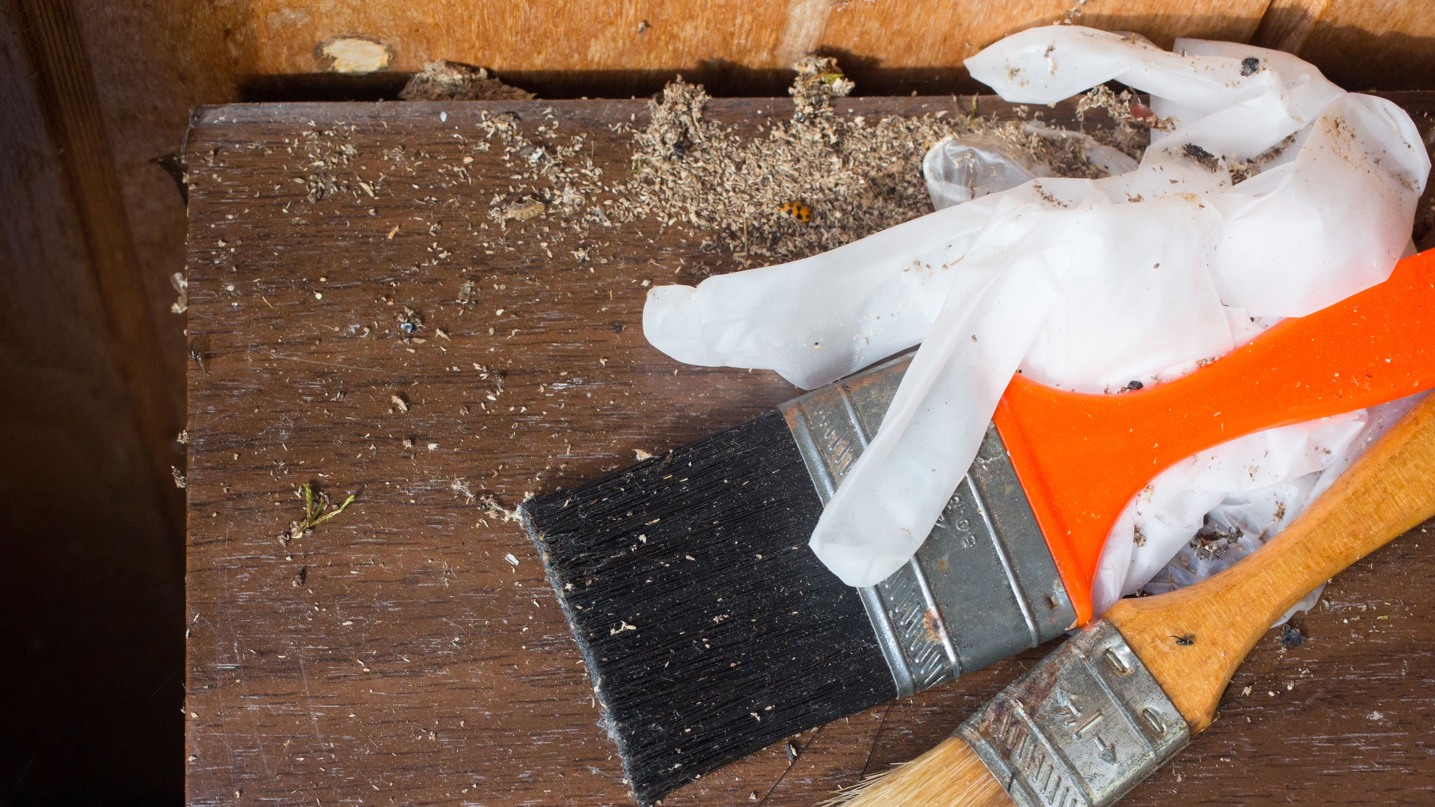 Mouse droppings and painting supplies in an old garage.